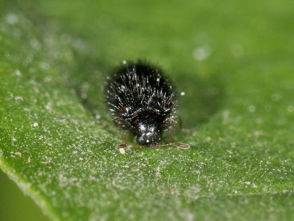 Dermestide ipertricotico? - Trinodes hirtus